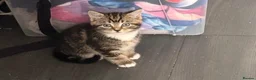 Mixed Breed cats for sale: Kittens for sale - Advert 3