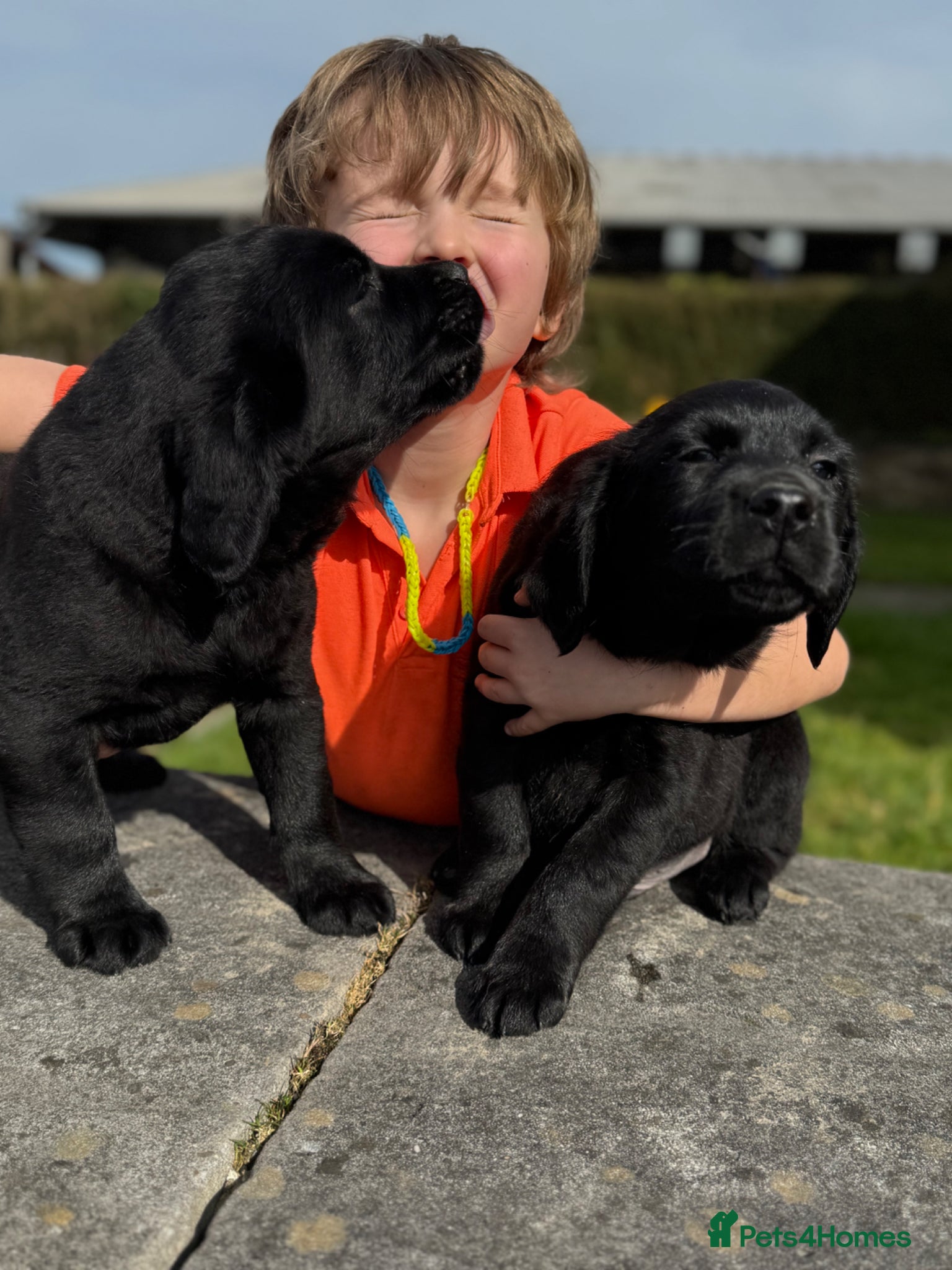 Labrador Retriever dogs Super chunky and cuddly babies - Advert 1