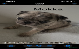 Pug dogs for sale: Pug Puppies  - Image 19