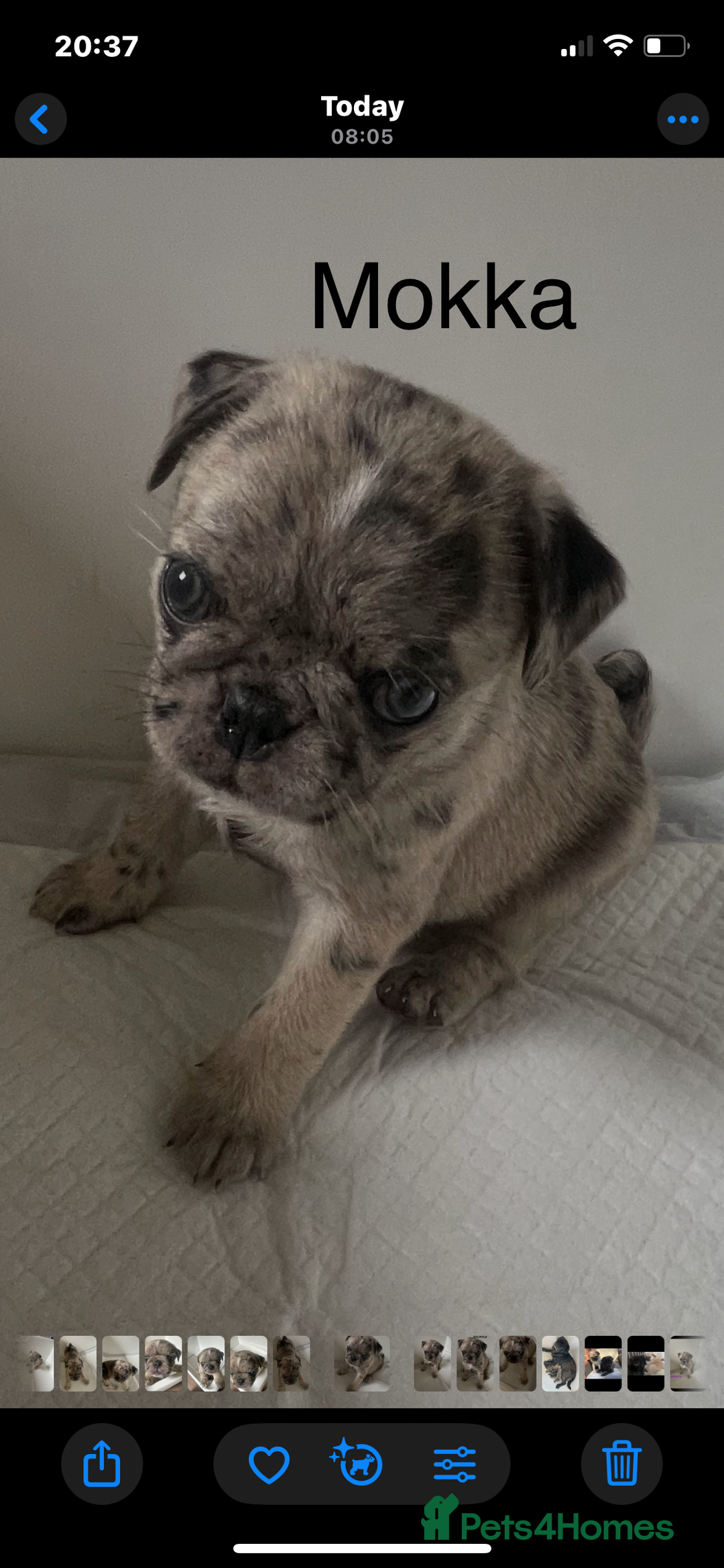 Pug dogs for sale: Pug Puppies  - Image 19