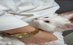 Ragdoll cats for sale: Blue eyed white fluffy kitten - Image 1