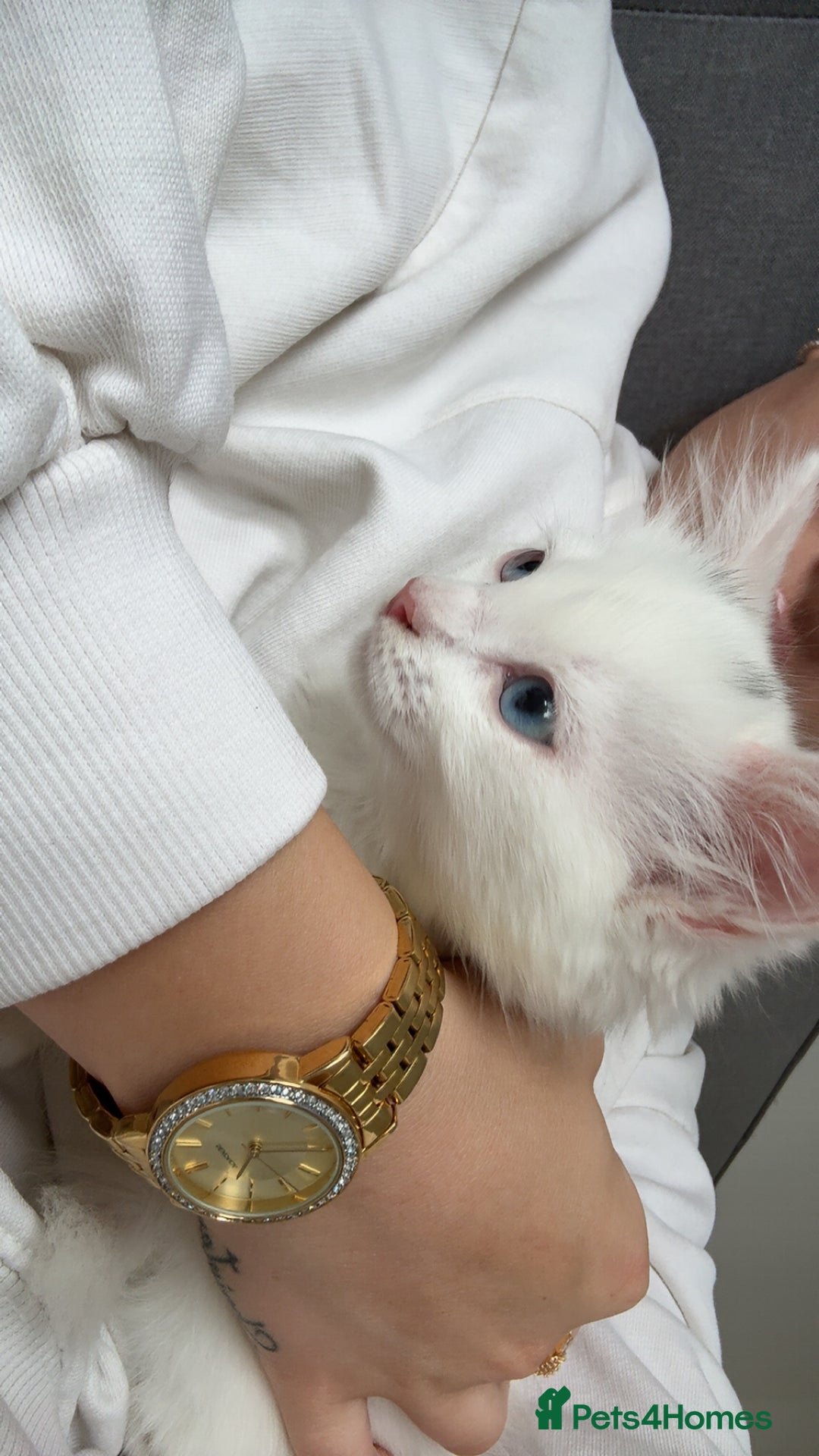 Ragdoll cats for sale: Blue eyed white fluffy kitten - Image 1