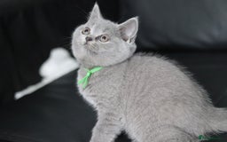 British Shorthair cats for sale: ✨️Outstanding GCCF Grand Chmp Line BSH ❤️ - Image 31