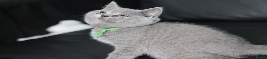 British Shorthair Kitten 2