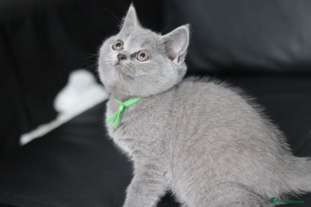 British Shorthair cats for sale: ✨️Outstanding GCCF Grand Chmp Line BSH ❤️ - Image 31
