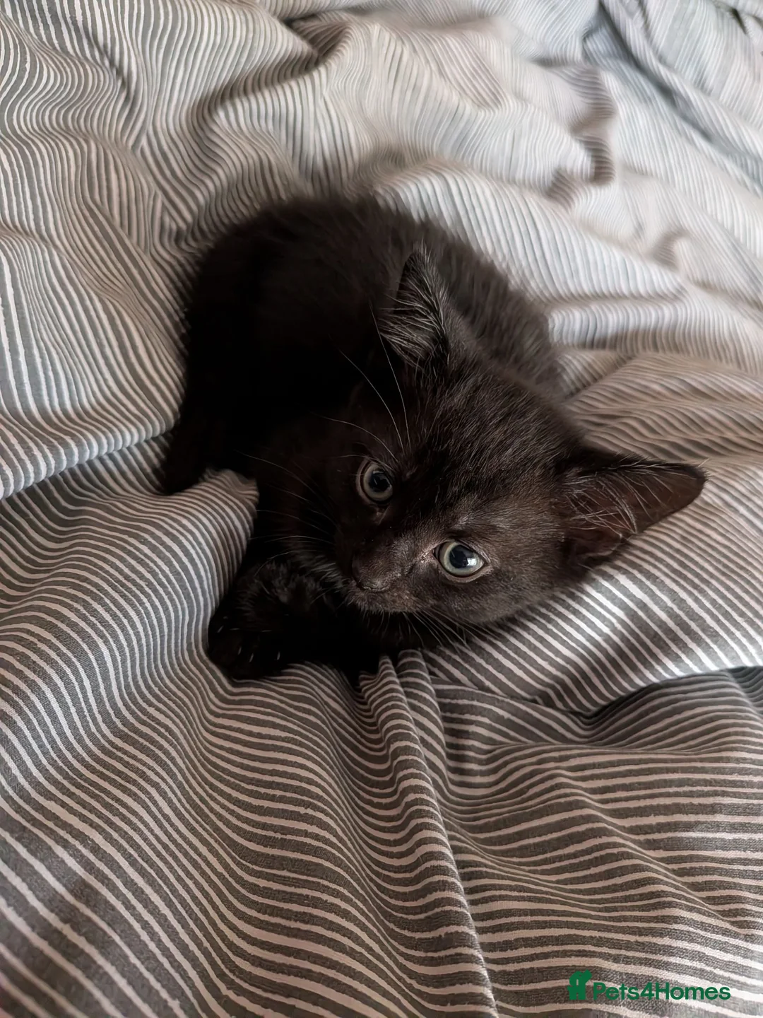 Mixed Breed cats for sale: Kittens and mum for free ready to go now - Advert 6