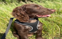 Cocker Spaniel dogs for sale: 6-month old cocker spaniel - Image 5