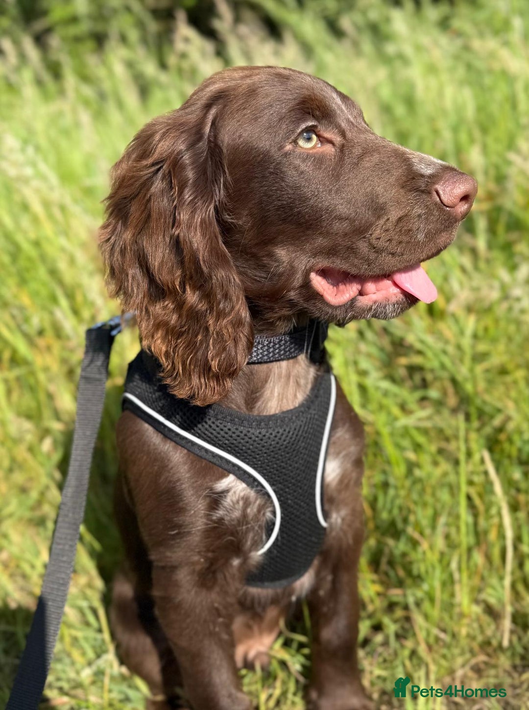 Cocker Spaniel dogs for sale: 6-month old cocker spaniel - Image 5