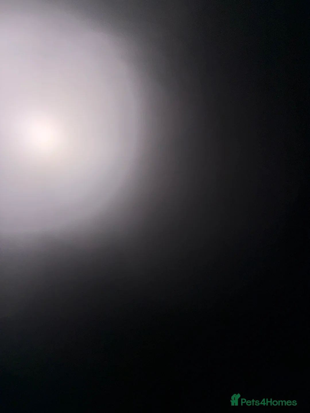 Cockerdor dogs for sale: Girl puppy  - Advert 2