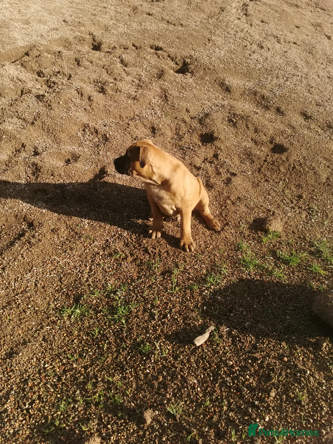 Mixed Breed dogs for sale: American bulldog mastiff cross puppies for sale - Advert 7