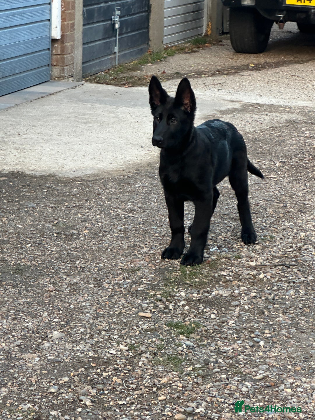 German Shepherd dogs for sale: Exceptional KC Reg DDR GSD Puppies Rare Bloodlines - Image 18