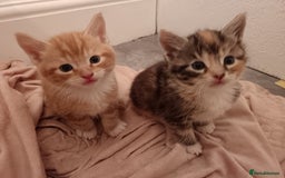 Maine Coon cats for sale: Mainecoon kittens  - Image 11