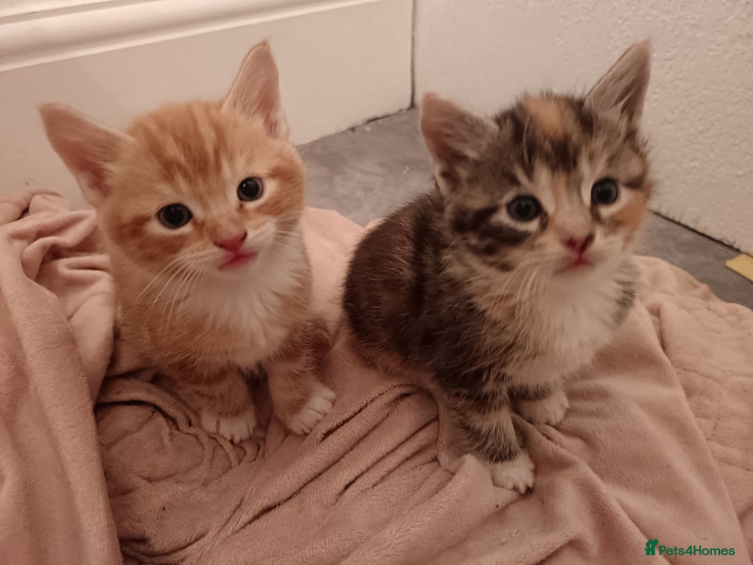 Maine Coon cats for sale: Mainecoon kittens  - Image 11