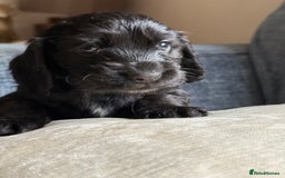 Cocker Spaniel dogs for sale: KC Reg Show cocker spaniel pups - Image 14