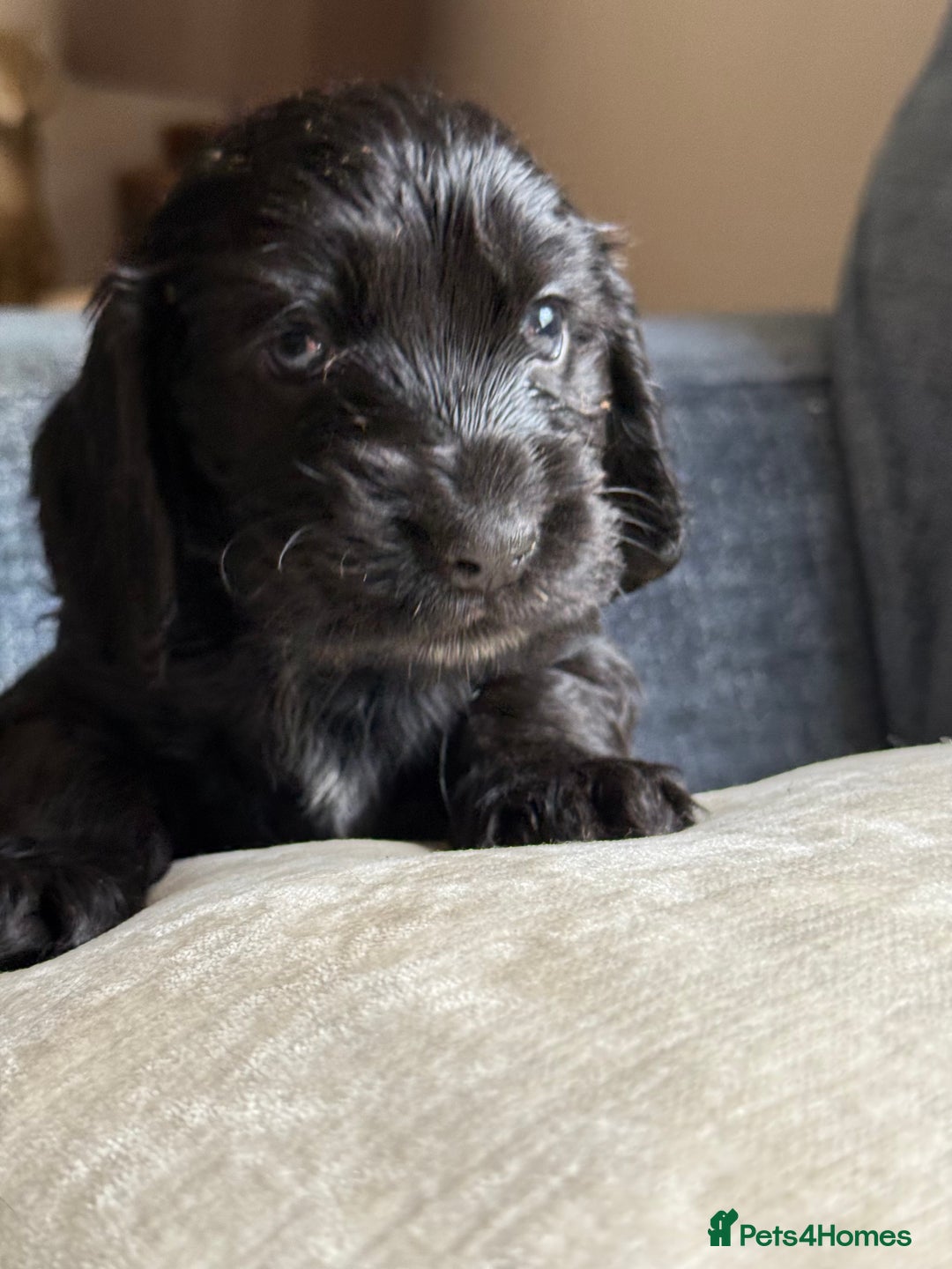 Cocker Spaniel dogs for sale: KC Reg Show cocker spaniel pups - Image 14