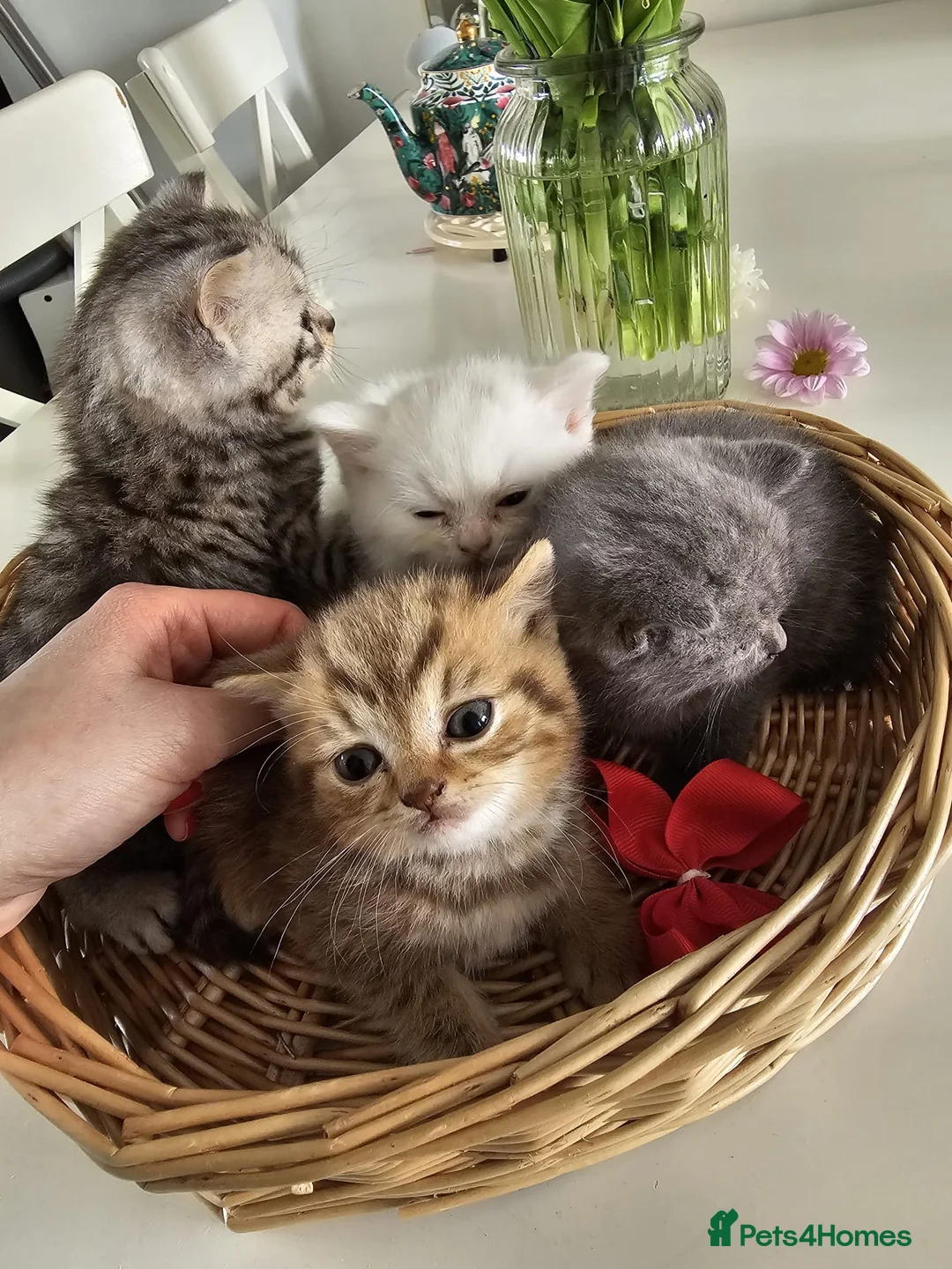 British Shorthair cats for sale: 🐾 🥰 British Shorthair Kittens 🥰🐾 - Advert 2
