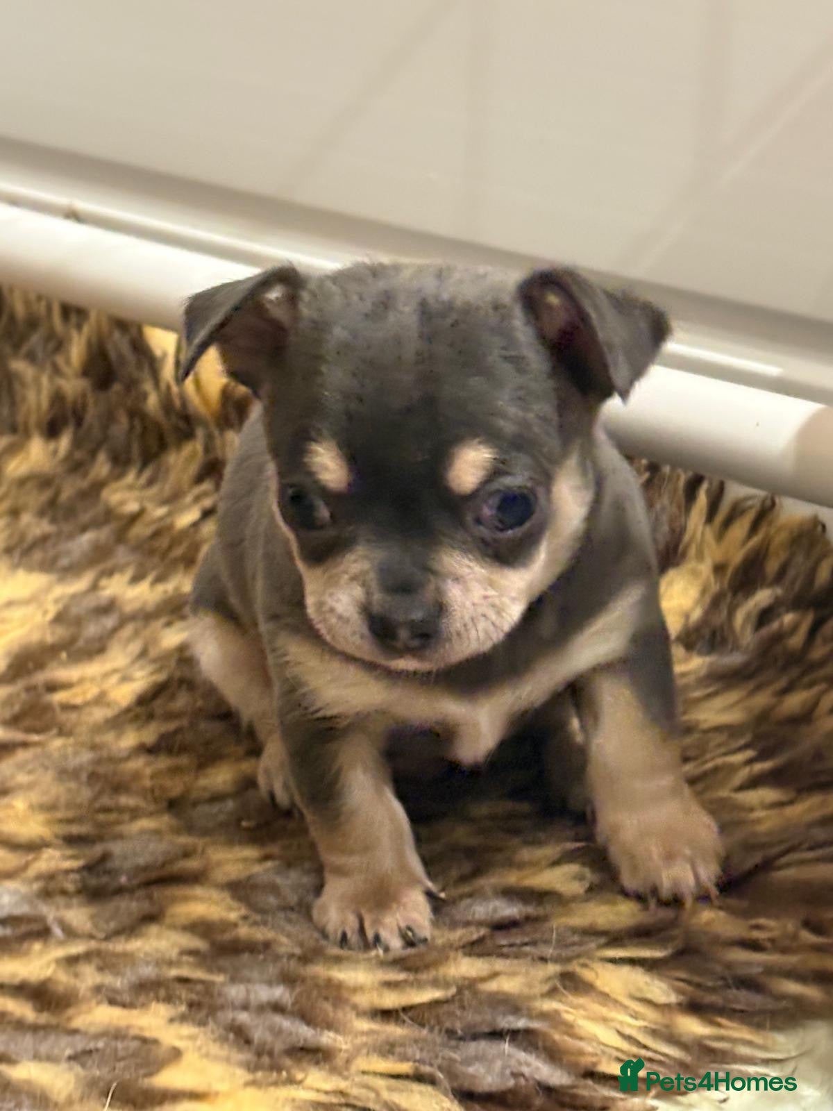 Chihuahua dogs 💛Gorgeous Gilbert💛LAST BOY READY 13/03/26 💛💛💛 - Advert 1