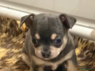 Chihuahua dogs 💛Gorgeous Gilbert💛LAST BOY READY 13/03/26 💛💛💛 - Advert 1