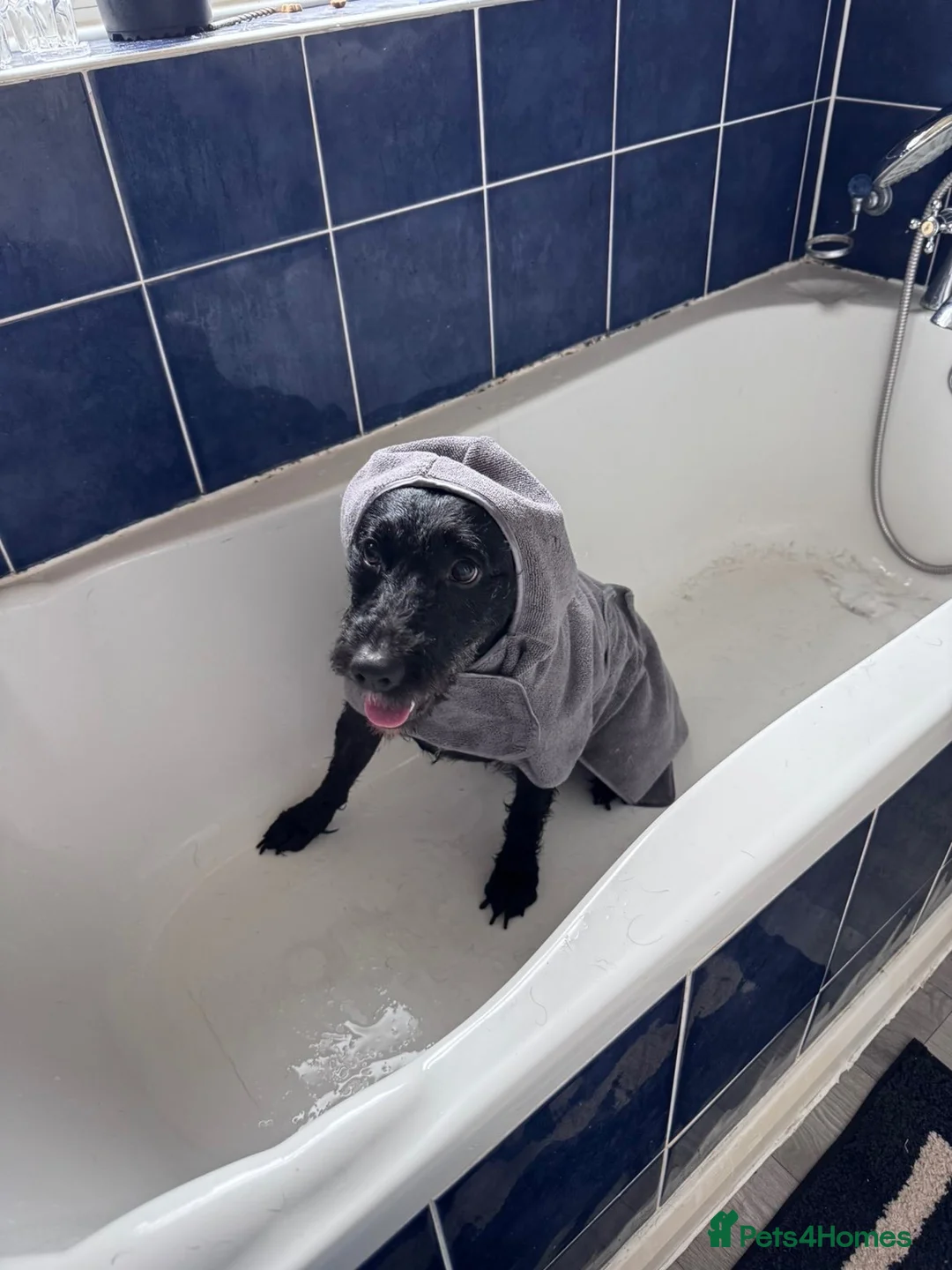 Mixed Breed dogs for sale: Mr winston in Mansfield - Advert 2