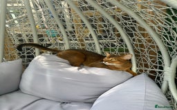 Abyssinian cats for stud: Champion line Aby boy for stud in Romford - Image 19