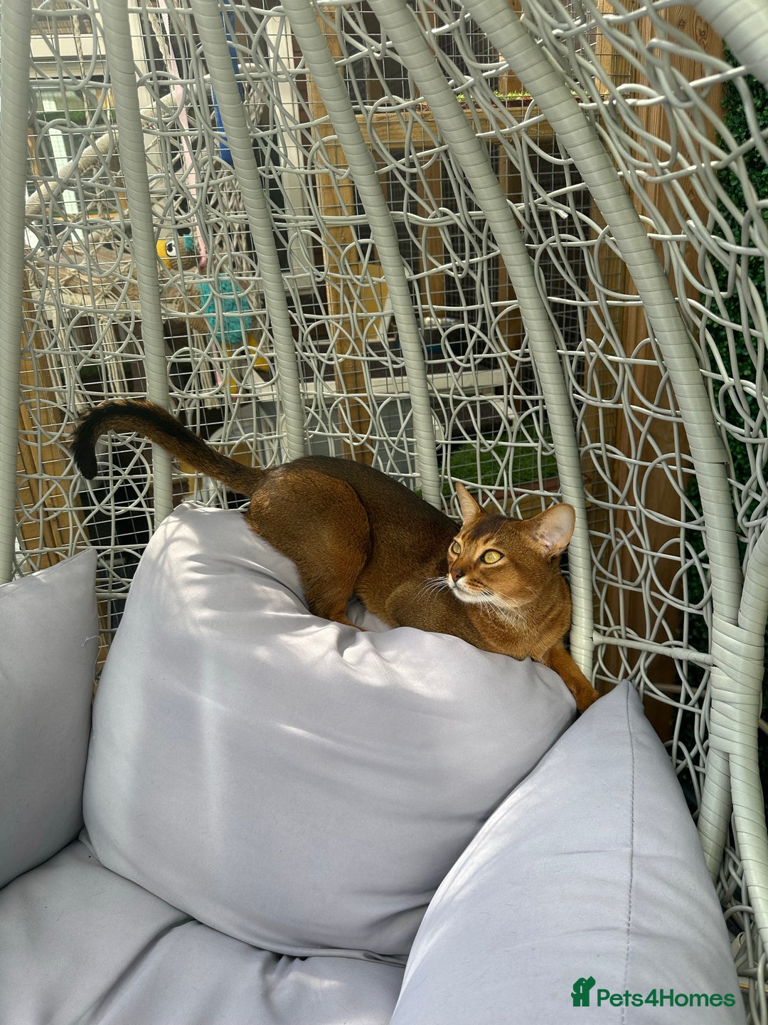 Abyssinian cats for stud: Champion line Aby boy for stud in Romford - Image 19