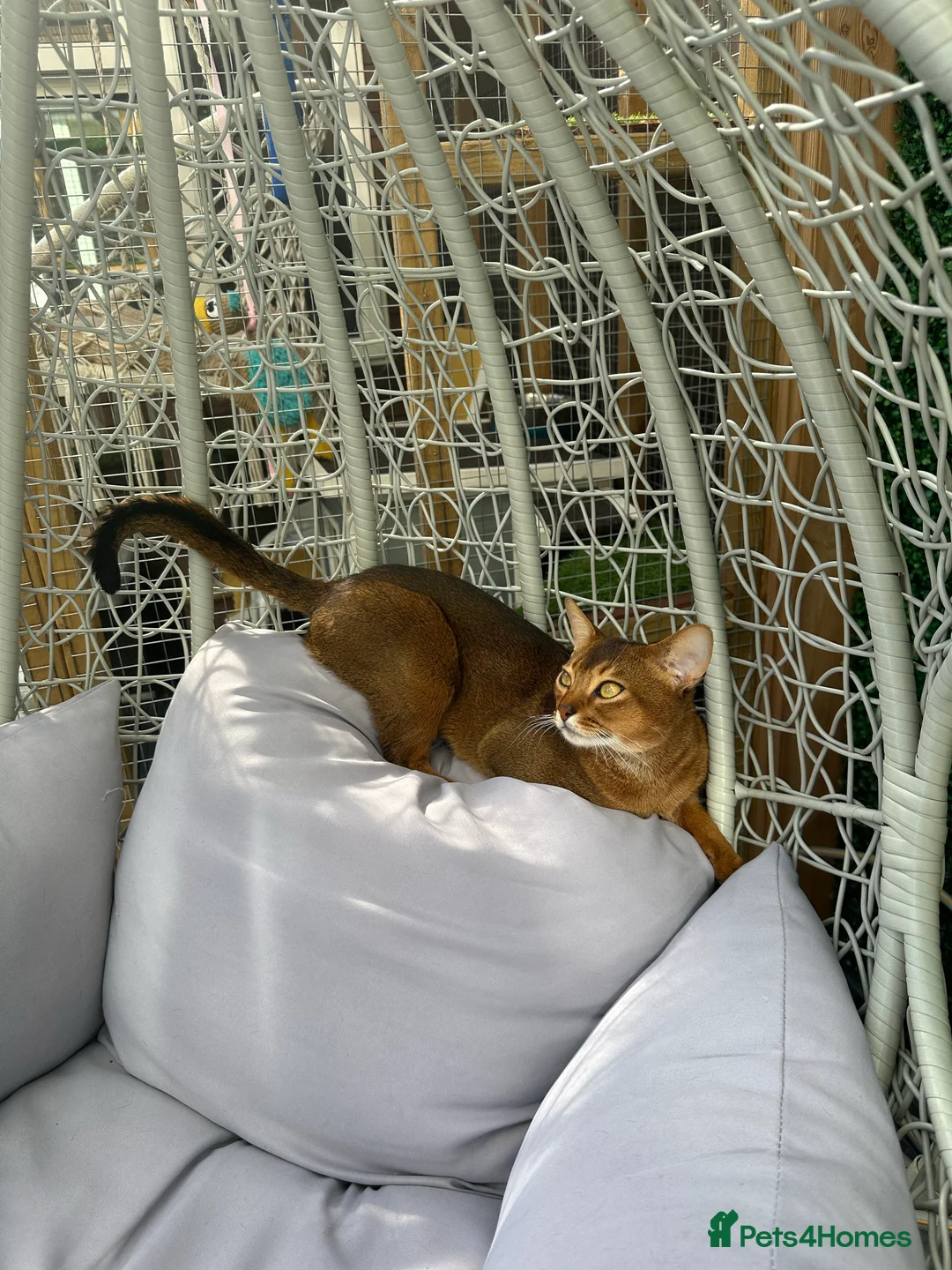 Abyssinian cats for stud: Champion line Aby boy for stud in Romford - Advert 19