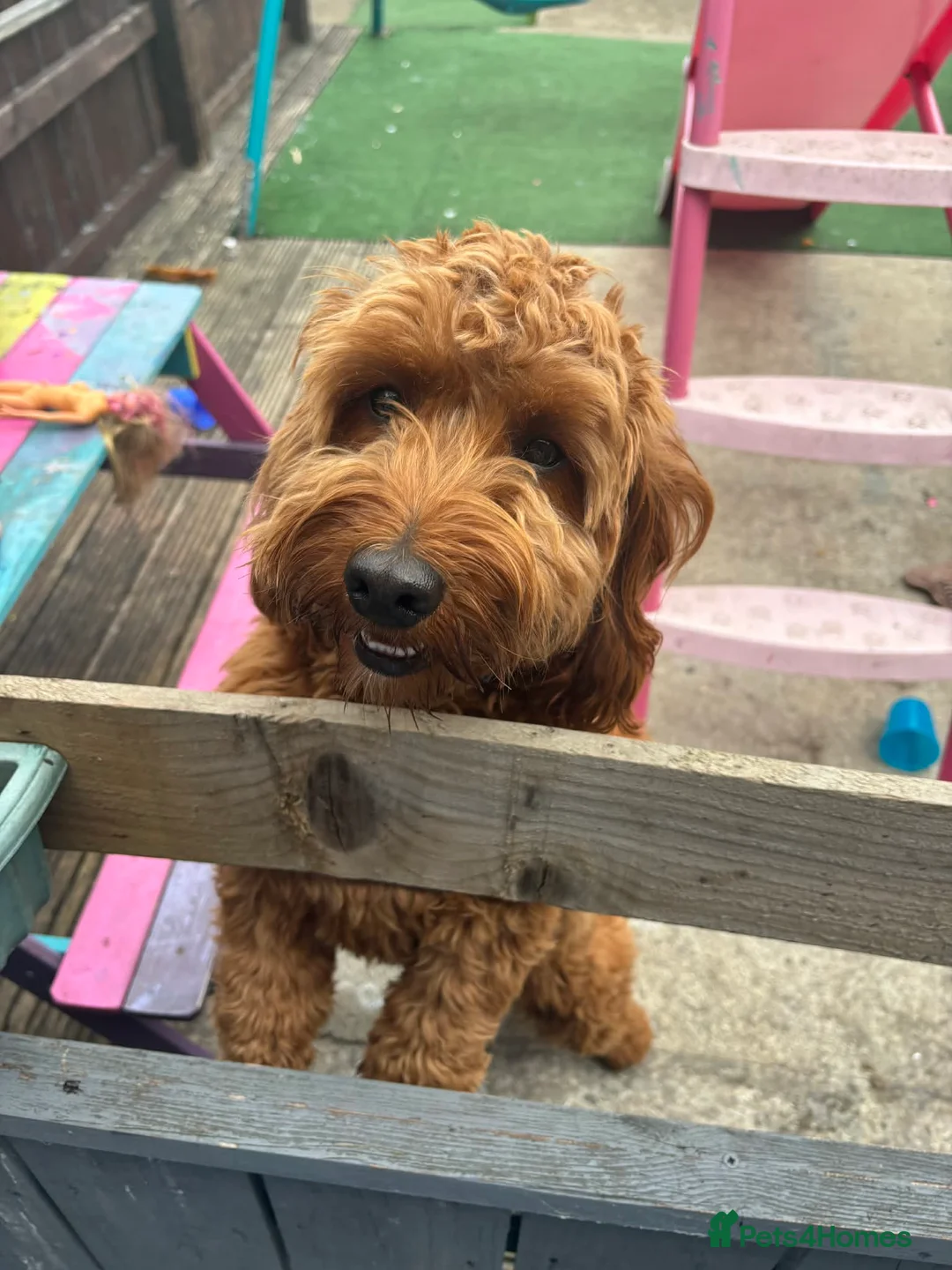 Cockapoo dogs for sale: Toy cockerpoo male - Advert 2