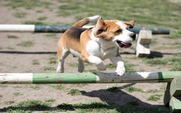 Beagle dogs for stud: Full Pedigree beagle for Stud! - Image 10