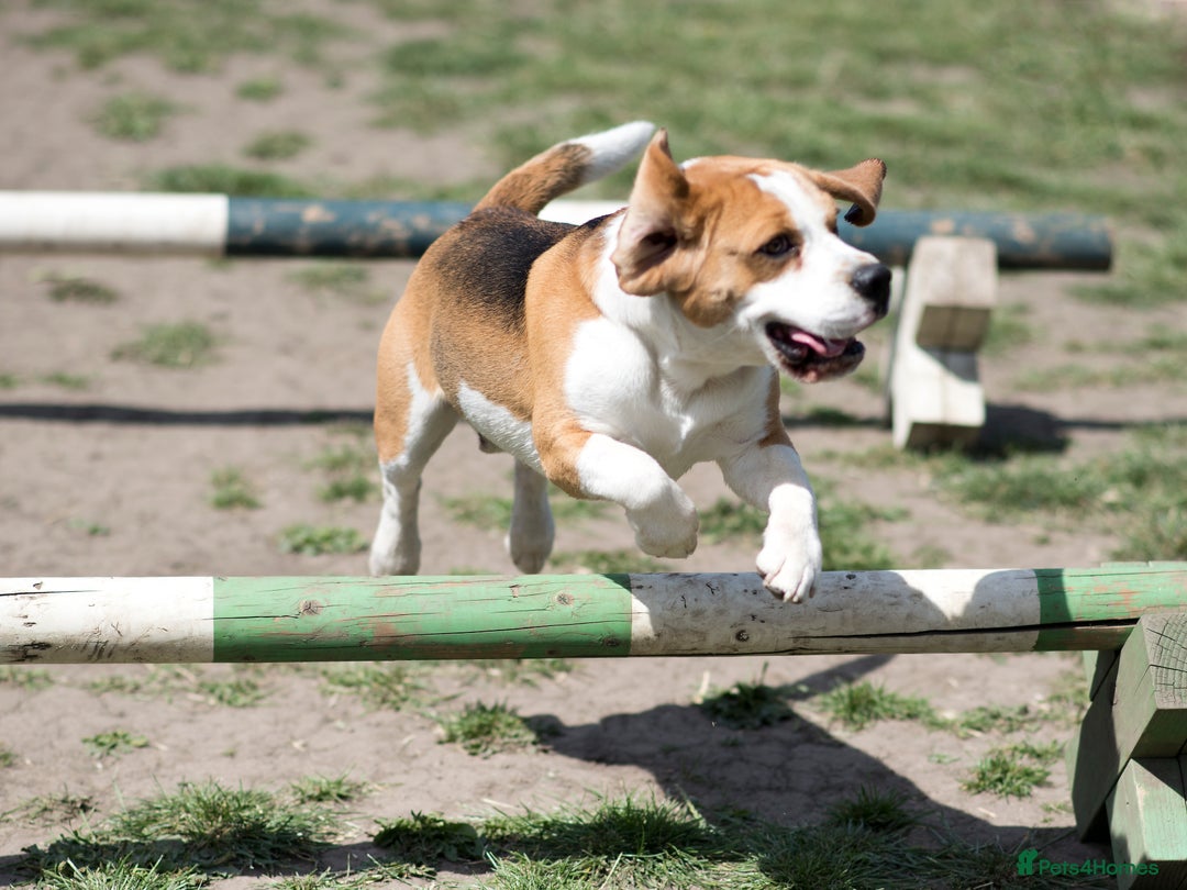Beagle dogs for stud: Full Pedigree beagle for Stud! - Image 10