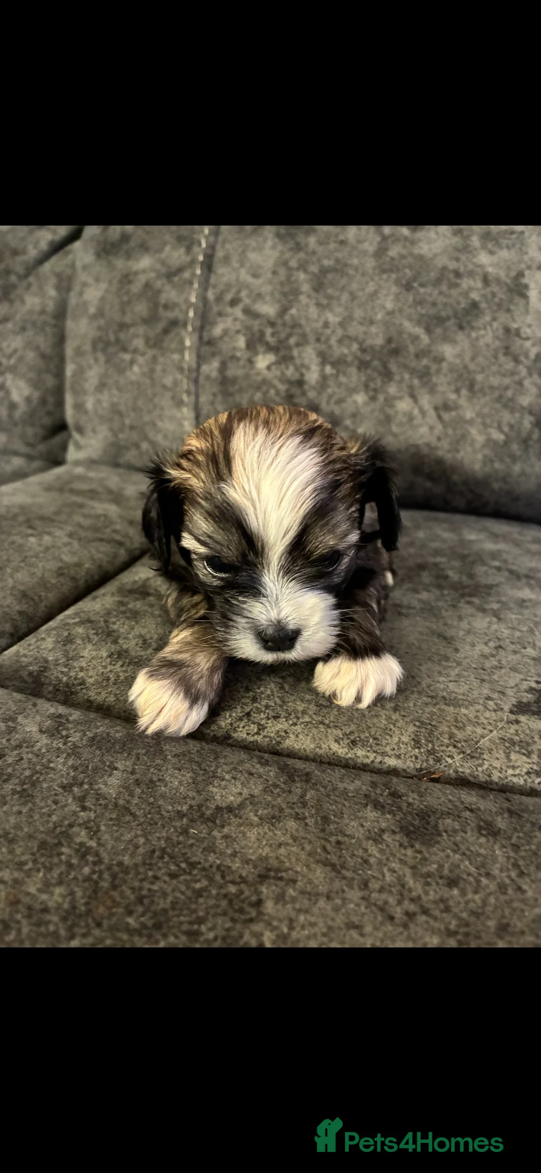 Malshi dogs for sale: 5 beautiful puppies, all been reserved now  - Advert 9