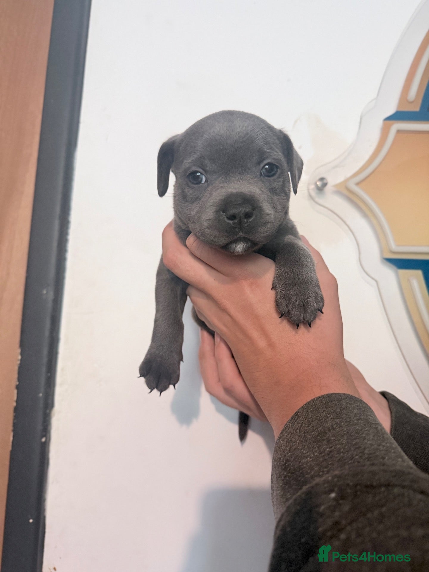 Staffordshire Bull Terrier dogs CH/KC Staffordshire Bull Terriers  - Advert 2