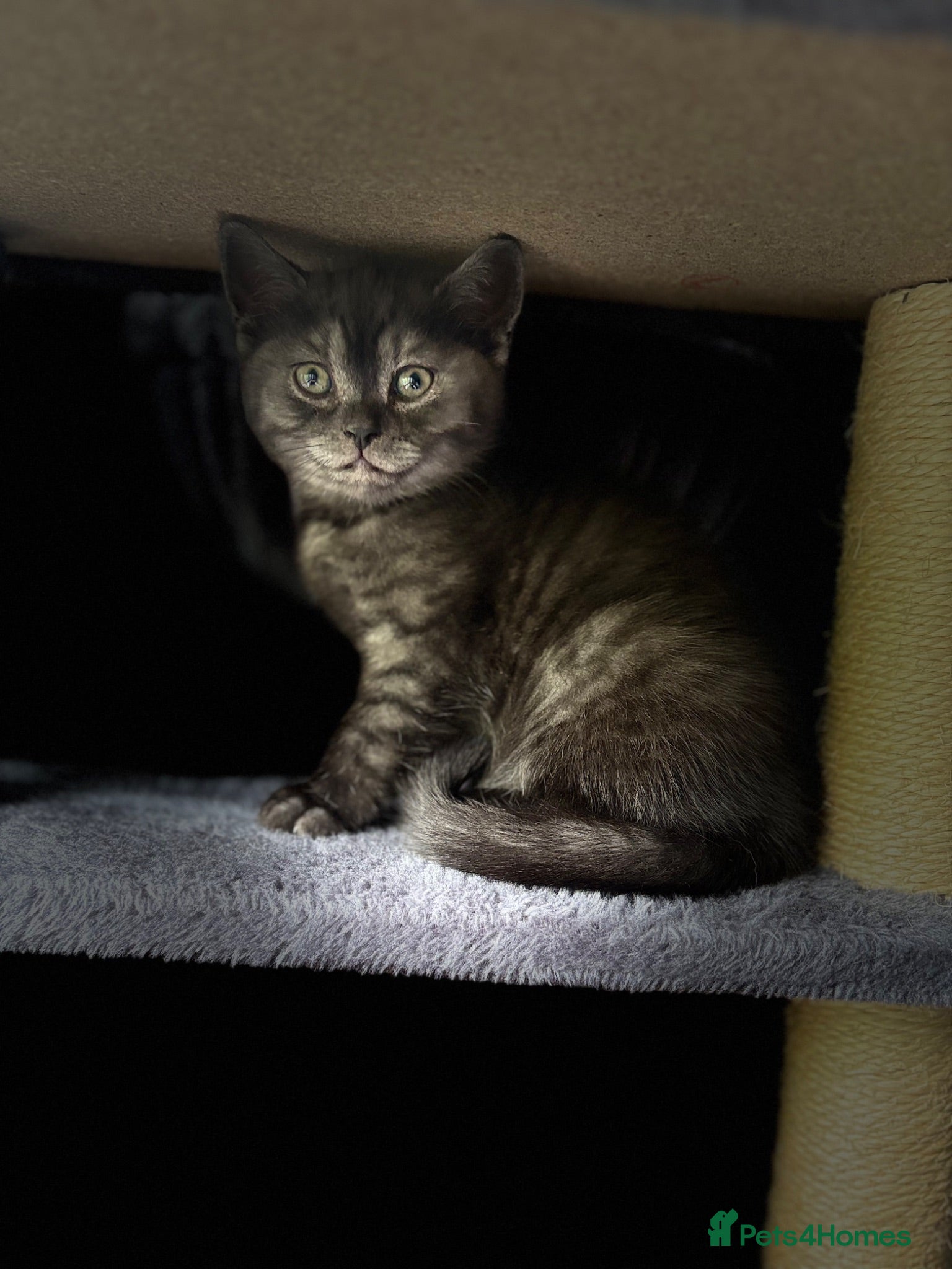 Scottish Fold cats 🐾Beautiful Scottish Fold kittens🐾 - Advert 1