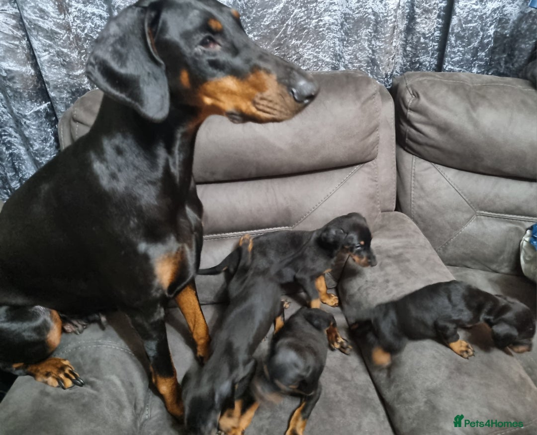 Dobermann dogs for sale: Doberman puppies - Advert 2