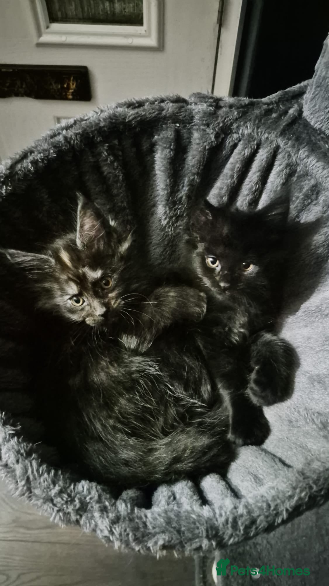 Maine Coon cats READY TO LEAVE 3 Maine Coon kittens  - Advert 6