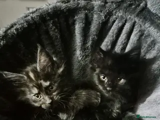 Maine Coon cats READY TO LEAVE 3 Maine Coon kittens - Advert 6