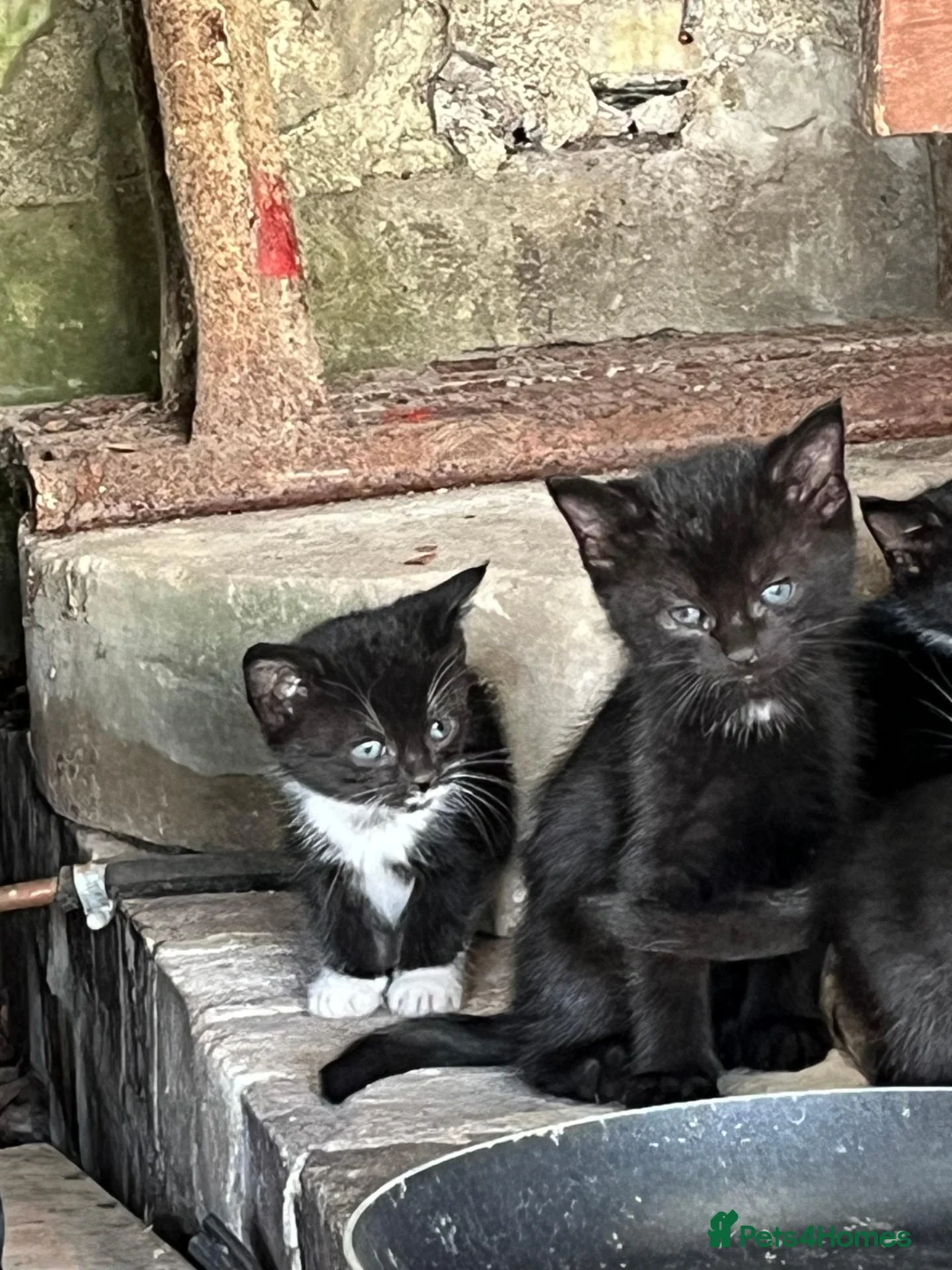 Mixed Breed cats for sale: Farm Kittens looking for their forever home. - Advert 2