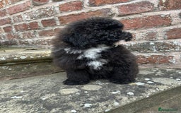 Toy Poodle dogs for sale: Beautiful KC Reg. Small Toy Poodle Puppies - Image 12
