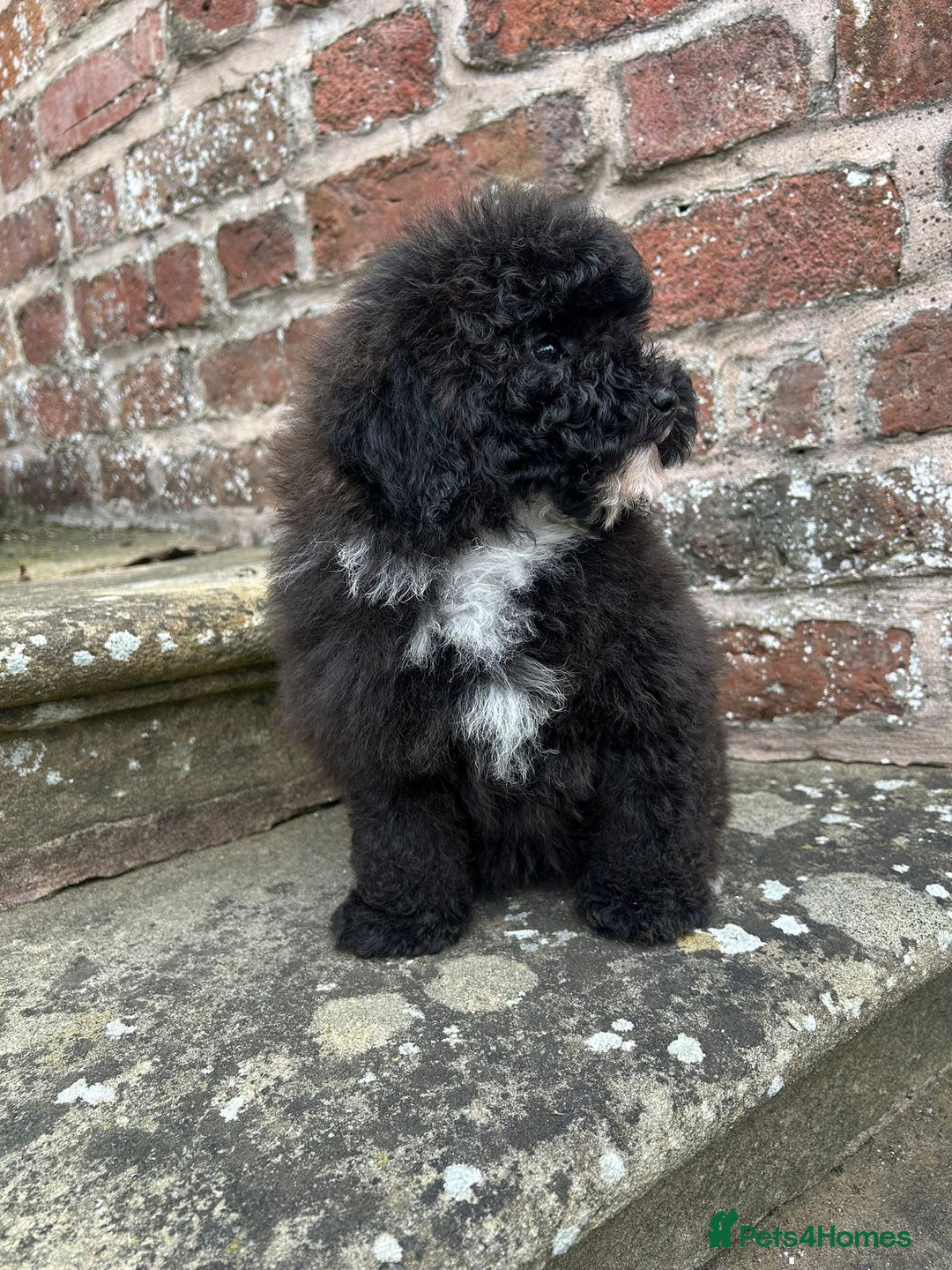 Toy Poodle dogs for sale: Beautiful KC Reg. Small Toy Poodle Puppies - Image 12