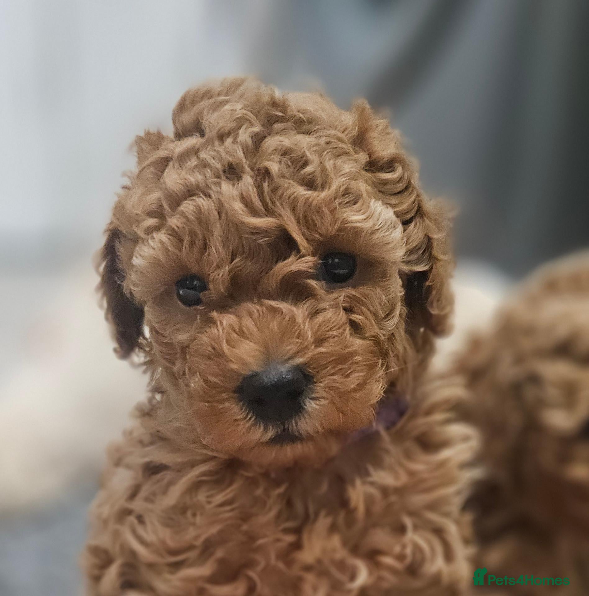 Toy Poodle dogs Licensed breeder, 1 girl kc fox red toy poodle - Advert 1
