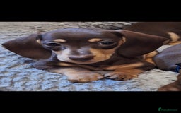 Dachshund dogs for sale: *Beautiful girl ready for her new home * - Image 4