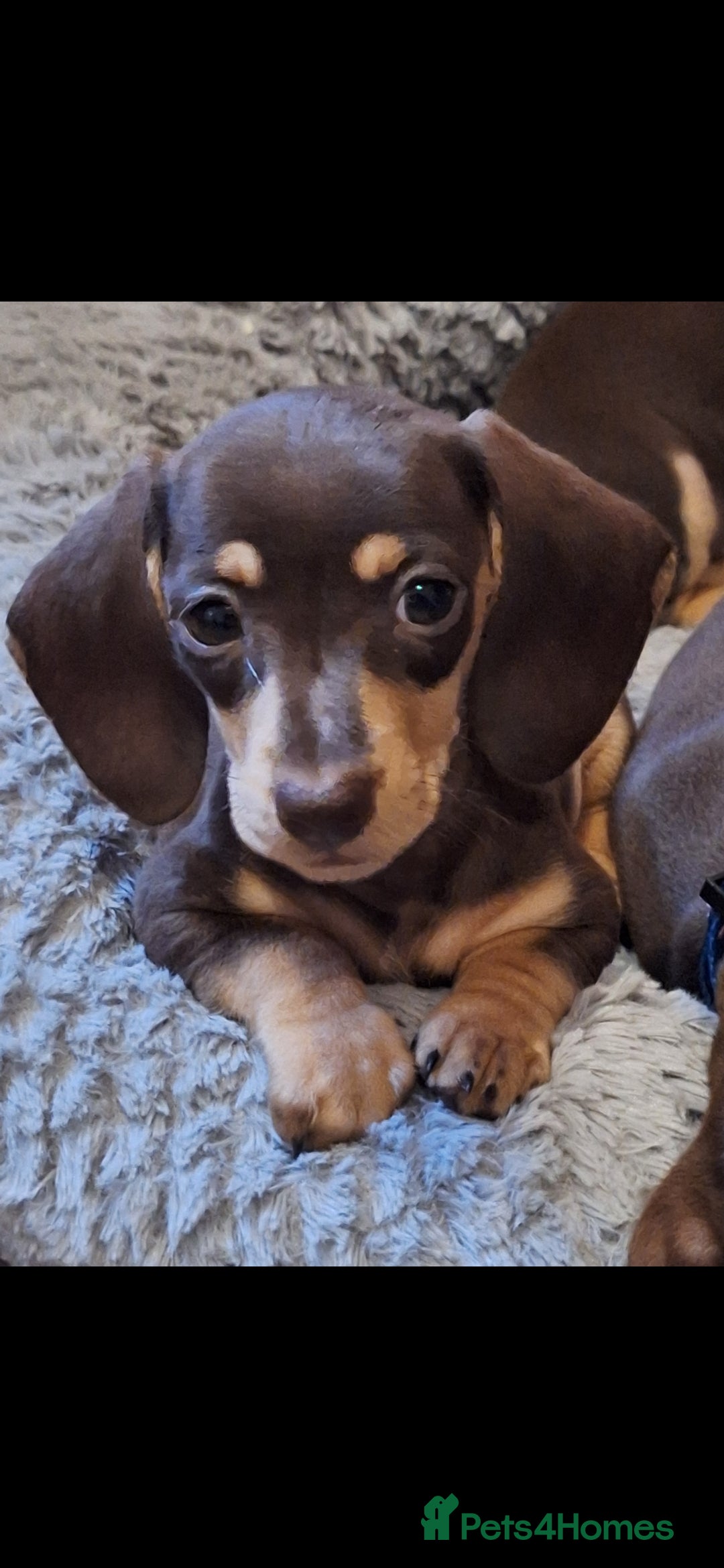 Dachshund dogs for sale: *Beautiful girl ready for her new home * - Image 4