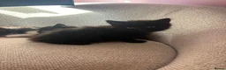 Mixed Breed cats for sale: 4 beautiful kittens  in Chester-le-Street - Advert 10