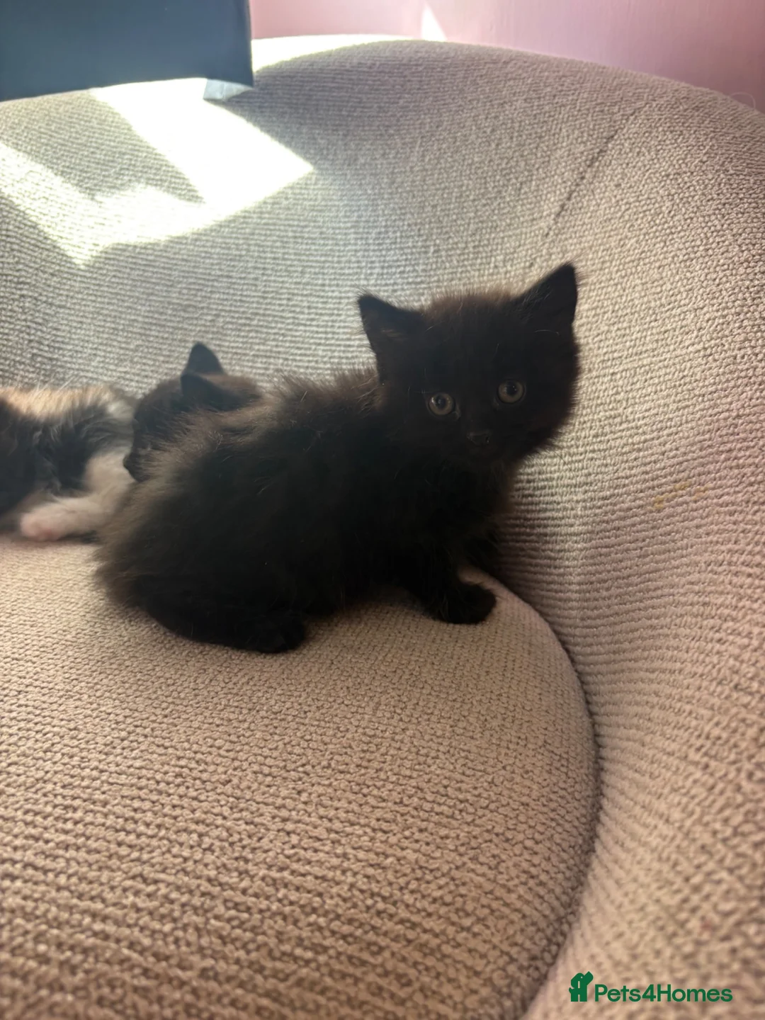Mixed Breed cats for sale: 4 beautiful kittens  in Chester-le-Street - Advert 10