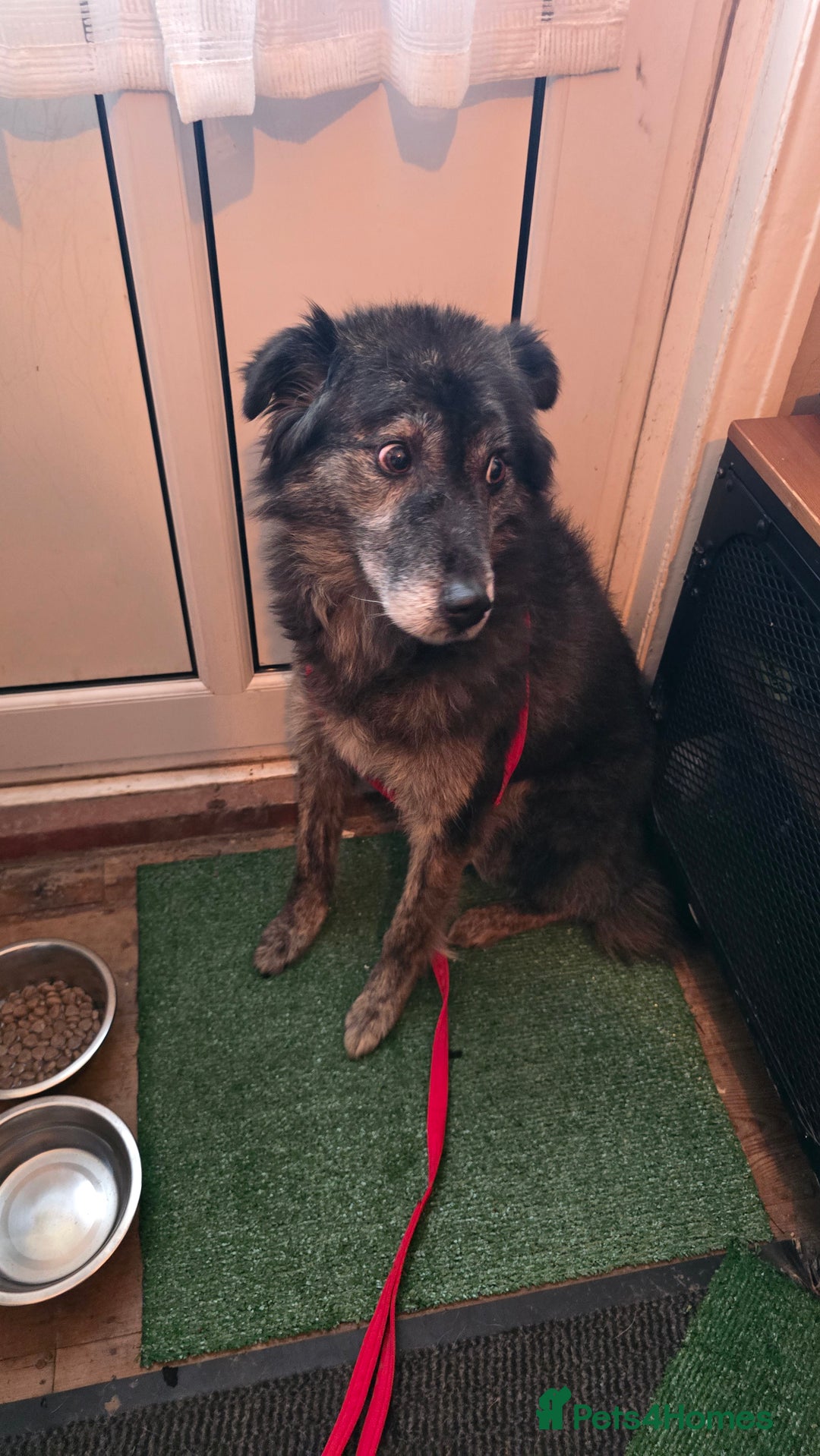 Mixed Breed dogs for adoption: Freya for adoption! - Advert 7