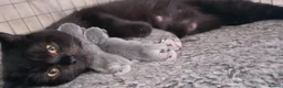 Mixed Breed cats for sale: Pretty socialised kittens  - Advert 3