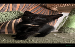Mixed Breed cats for sale: Mixed breed- Norwegian Forest Cat  - Image 9