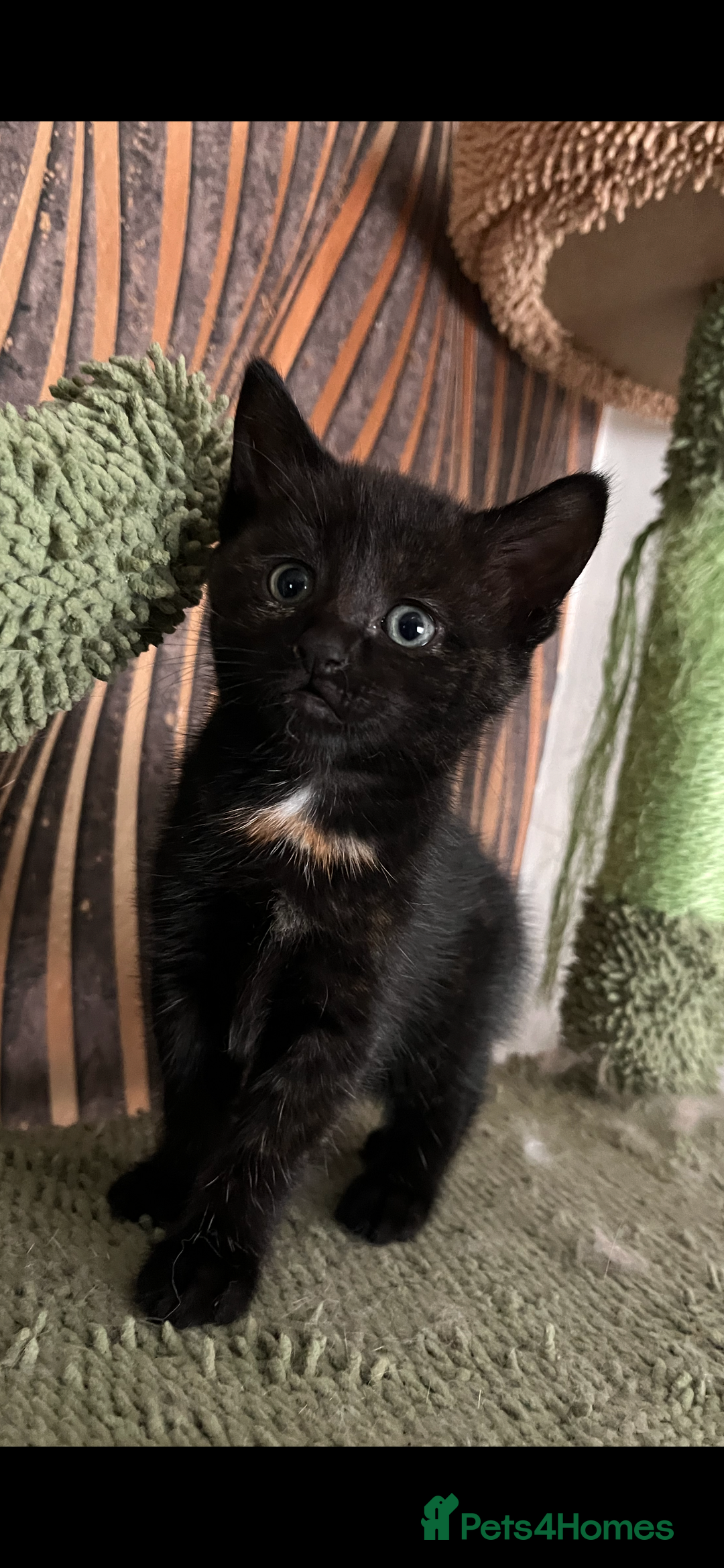 Mixed Breed cats for sale: Mixed breed- Norwegian Forest Cat  - Image 9