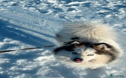 Pomsky dogs for stud: Stunning Pomsky F3 available for stud - Image 7