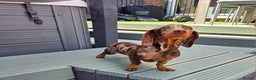 Miniature Dachshund dogs for stud: Choc & Tan Minature Dachshund STUD - Advert 9
