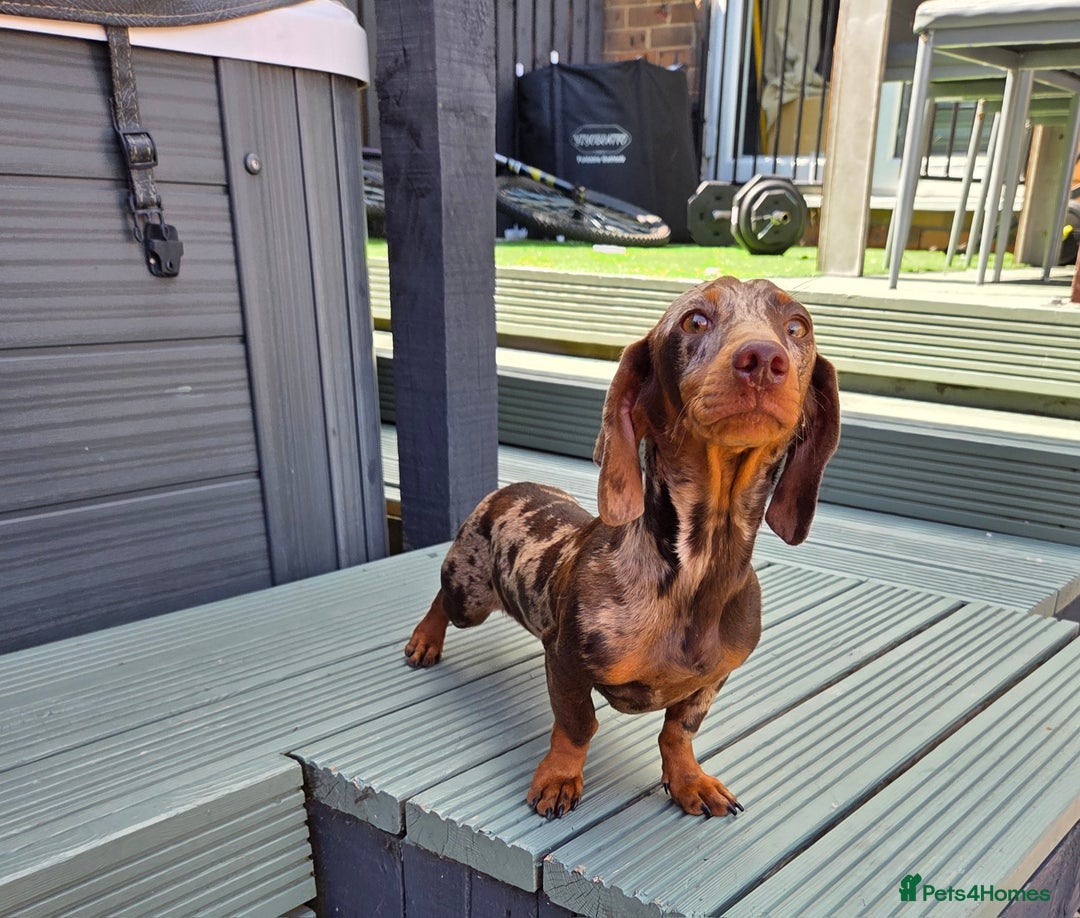 Miniature Dachshund dogs for stud: Choc & Tan Minature Dachshund STUD - Image 9